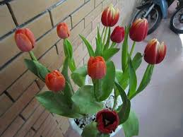 hoa tulip 1