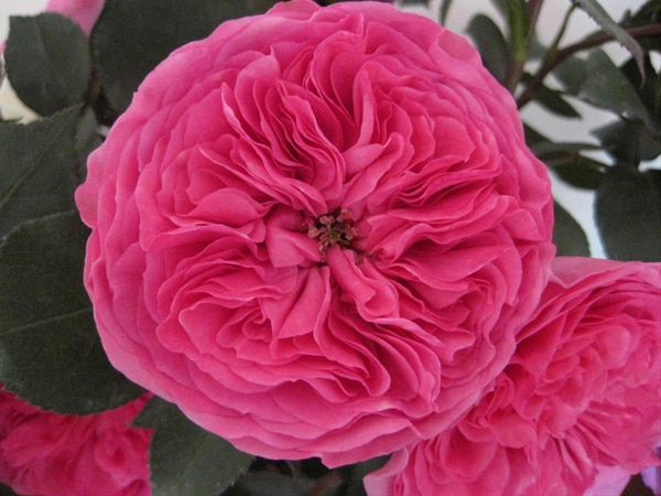 hoa hong Baronesse rose 1a