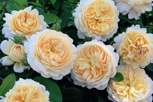 hoa hong Crocus rose 1a