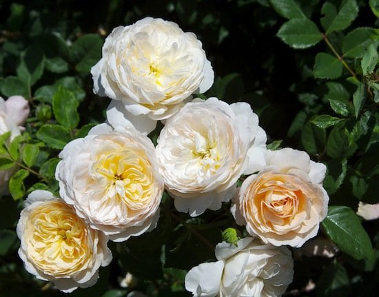 hoa hong Crocus rose 6a