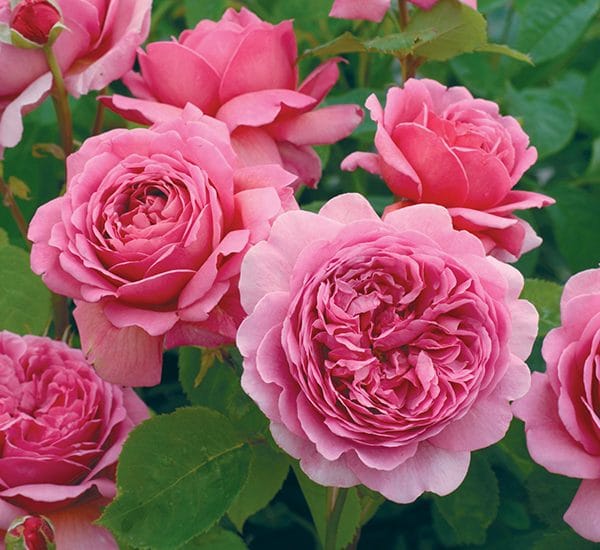 Hoa hồng Alexandra of Kent Rose mang đến vẻ đẹp mới