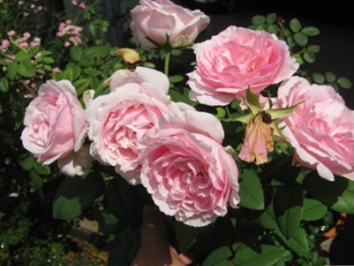 Hoa hồng Eckart Witzigmann