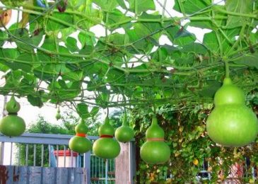 Hướng dẫn cách trồng bầu hồ lô siêu đơn giản 6