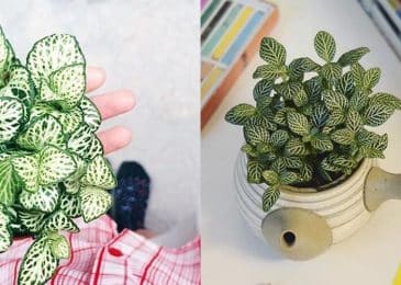 Chăm sóc Cây cẩm nhung Fittonia 5 Chăm sóc Cây cẩm nhung Fittonia