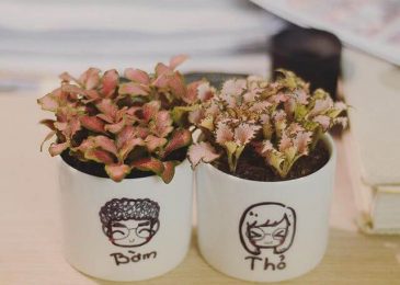 Chăm sóc Cây cẩm nhung Fittonia 6 Chăm sóc Cây cẩm nhung Fittonia