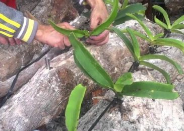 kỹ thuật trồng hoa lan cắt cành