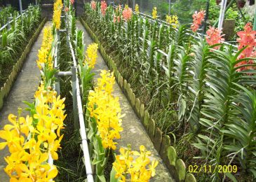trồng lan cắt cành ở miền bắc