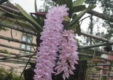 cách trồng và chăm sóc hoa lan đuôi chồn