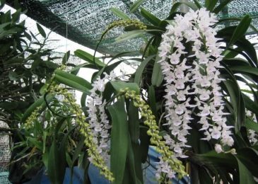 hoa phong lan đuôi chồn trắng
