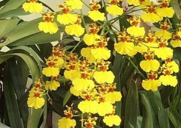 cách trồng hoa phong lan vũ nữ