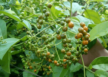Những tác dụng đặc biệt của cây xạ đen giúp chữa