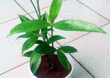 Chăm sóc cây trúc nhật - Cây cảnh phong thủy trong nhà 6 cay truc nhat 7 min