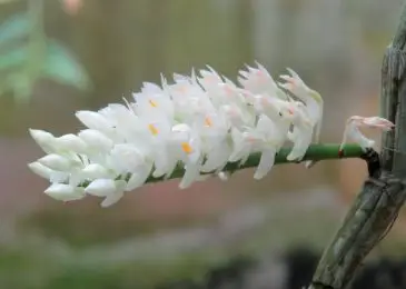 Cách chăm sóc hoa lan Báo Hỷ đẹp lung linh 6 lan báo hỷ trắng