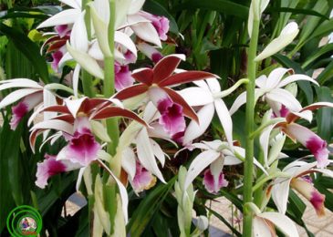 cách trồng lan hạc đỉnh hồng