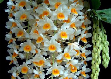 thời gian ra hoa lan thủy tiên