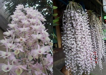 lan hạc vỹ trước và sau khi nở hoa