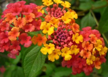 Kỹ thuật trồng và chăm sóc cây hoa ngũ sắc
