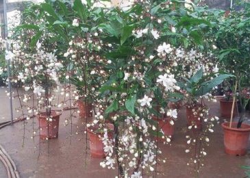 Loài hoa này có vẻ đẹp như hàng vạn hạt minh châu trong đêm
