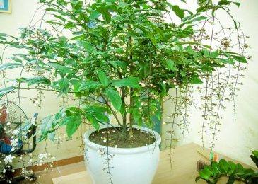 hoa dạ minh châu đẹp tuyệt vời