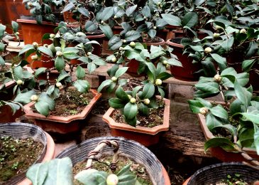 Cây hoa trà ưa sống ở nơi thoáng gió nhưng nếu gió lùa hoặc mạnh thì cây cũng ảnh hưởng.