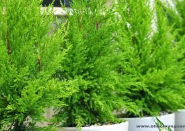 cách chăm sóc những cây tùng thơm hiệu quả