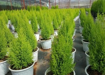 cây tùng thơm được trồng nhiều nơi