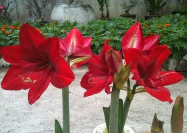 Kỹ thuật trồng và chăm sóc cây hoa Loa Kèn Đỏ 3 cách chăm sóc hoa loa kèn đỏ rất đơn giản