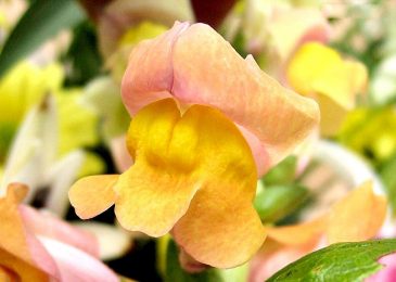 Chăm sóc Hoa Mõm Chó với vẻ đẹp ngỡ ngàng 5 Chăm sóc Hoa Mõm Chó với vẻ đẹp ngỡ ngàng