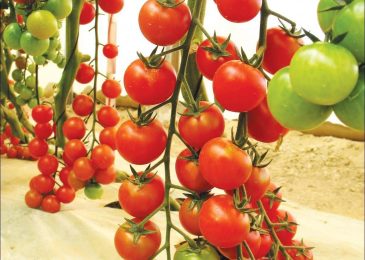 Cách trồng và chăm sóc Cà chua CHERRY anh đào F1 15 Cách trồng và chăm sóc Cà chua CHERRY anh đào F1