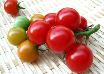 Cách trồng và chăm sóc Cà chua CHERRY anh đào F1 16 Cách trồng và chăm sóc Cà chua CHERRY anh đào F1