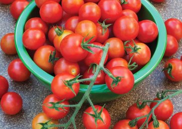 Cách trồng và chăm sóc Cà chua CHERRY anh đào F1 14