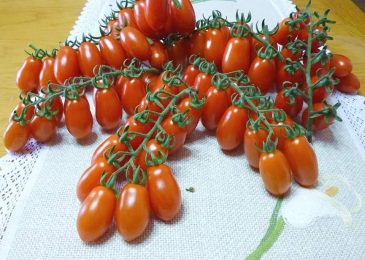 Cách trồng và chăm sóc Cà chua CHERRY anh đào F1 1