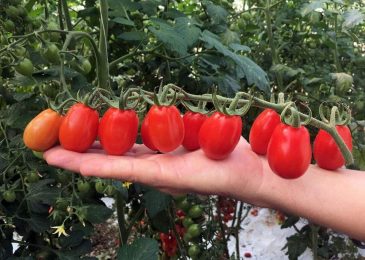 Cách trồng và chăm sóc Cà chua CHERRY anh đào F1 11