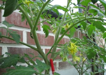 Cách trồng và chăm sóc Cà chua CHERRY anh đào F1 8