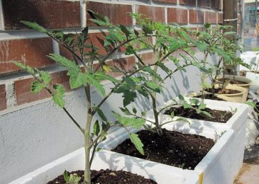 Cách trồng và chăm sóc Cà chua CHERRY anh đào F1 7