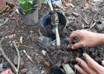 Cách chiết cành cây hoa sứ nhanh và hiệu quả