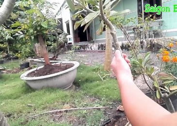 Cách chiết cành cây hoa sứ nhanh và hiệu quả