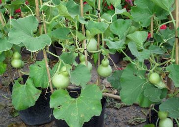 Hướng dẫn cách trồng bầu hồ lô siêu đơn giản 10 cách trồng bầu hồ lô tí hon siêu đơn giản