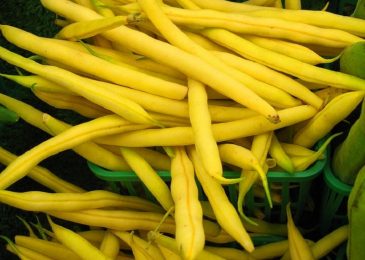 Cách trồng Hạt giống đậu cove vàng