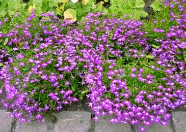 hat giong hoa cuc lobelia 4 min
