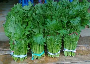 Cách trồng và chăm sóc rau cải mèo 1 rau cải mèo
