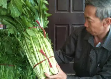 Cách trồng và chăm sóc rau cải mèo 3 những bó rau cải mèo cho thu hoạch sớm