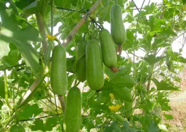 18 loại rau củ quả trồng thích hợp cho tháng 6, 7, 8 dễ trồng nhất 10 Bí xanh