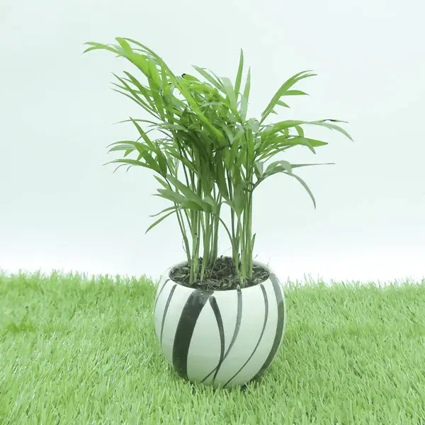Cách chăm sóc cây cau tiểu trâm trong nhà 7 vẻ đep mới của cây cau tiểu trâm