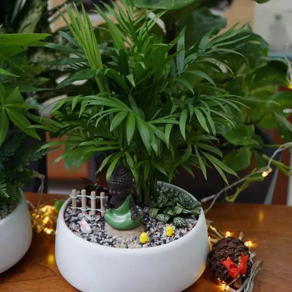 Cách chăm sóc cây cau tiểu trâm trong nhà 3 điểm nhấn khi bài trí cây cau tiểu trâm