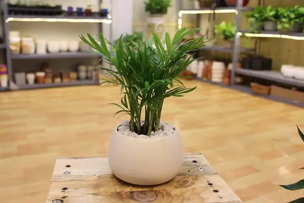 Cách chăm sóc cây cau tiểu trâm trong nhà 5 cách chăm sóc cây cau tiểu trâm