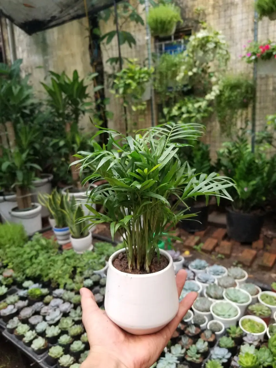 Cách chăm sóc cây cau tiểu trâm trong nhà 6 cây cau tiểu trâm trong khu vườn cây cảnh