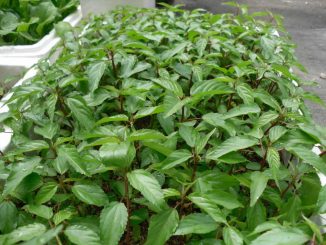 Kỹ thuật trồng cây rau đay trong vườn 1 cay rau day 2