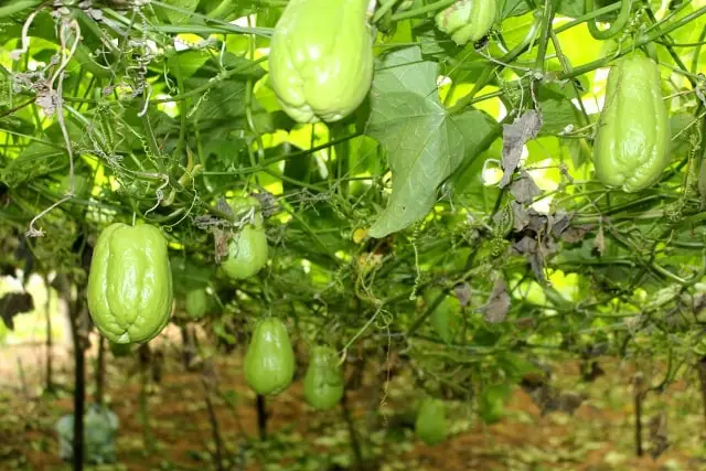 Kỹ thuật trồng cây su su nhiều quả 11 cây su su đã tới lúc cho thu hoạch