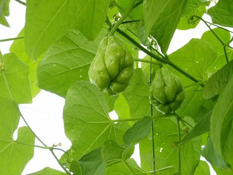 Kỹ thuật trồng cây su su nhiều quả 10 những trái su su có thể cho thu hoạch cao